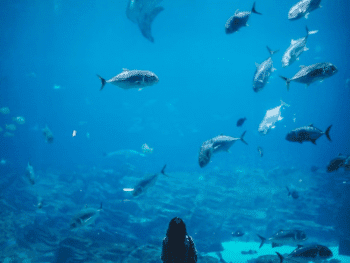 Aquariums in Connecticut