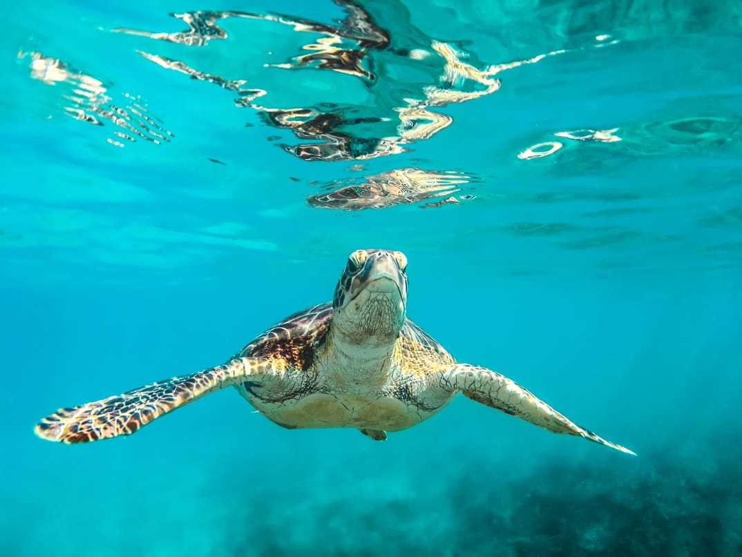 Connecticut Aquariums - Sea Turtle