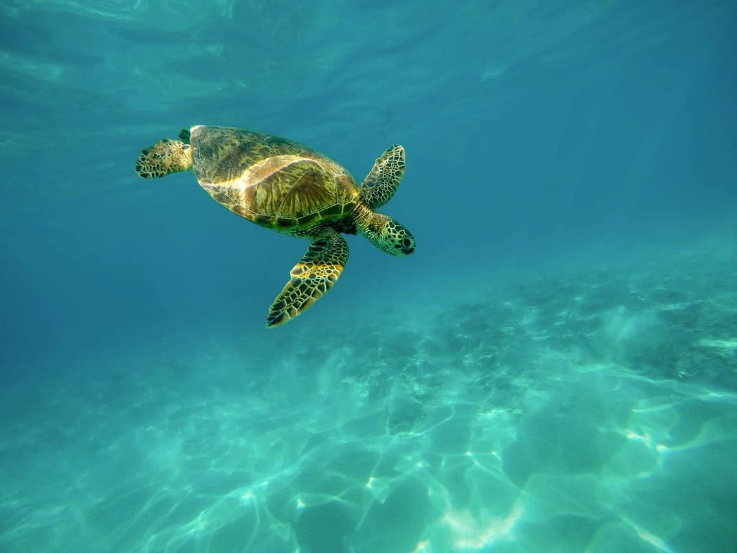 Sea Turtle - Hawaii Aquarium