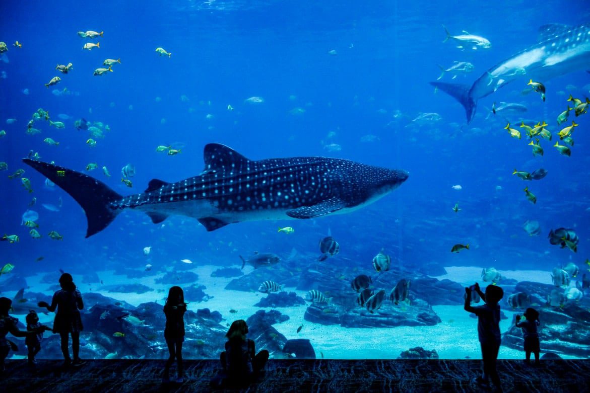 Shark and Fish Tank - Illinois Aquarium