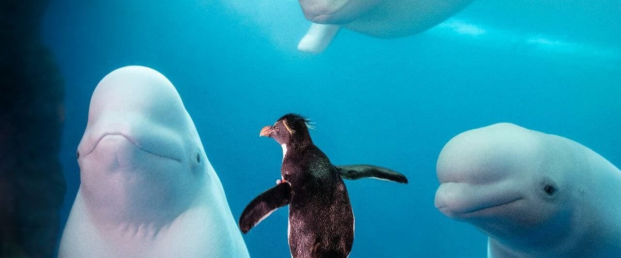 Shedd Aquarium's Beluga Whales