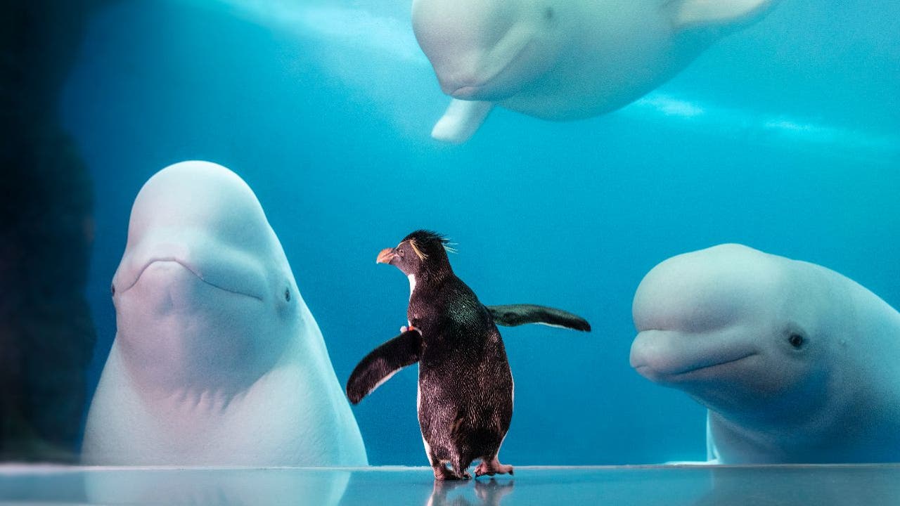 Shedd Aquarium's Beluga Whales