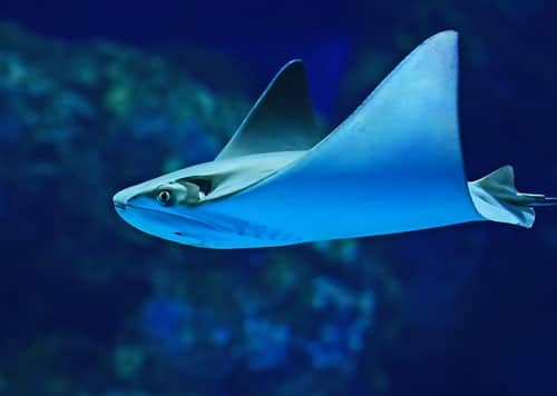 Stingray - Louisiana Aquarium