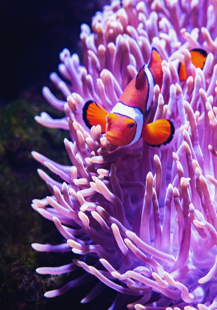 Tropical Fish - Indiana Aquarium