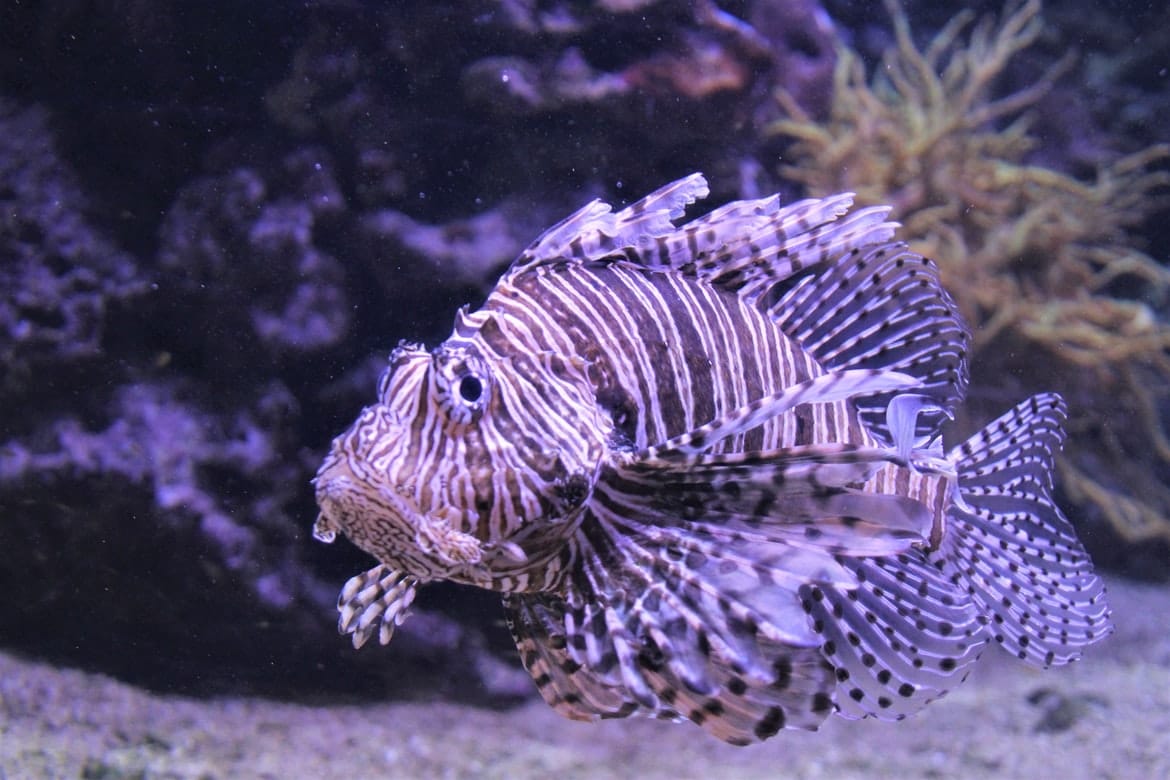 Tropical Fish - Main Aquarium