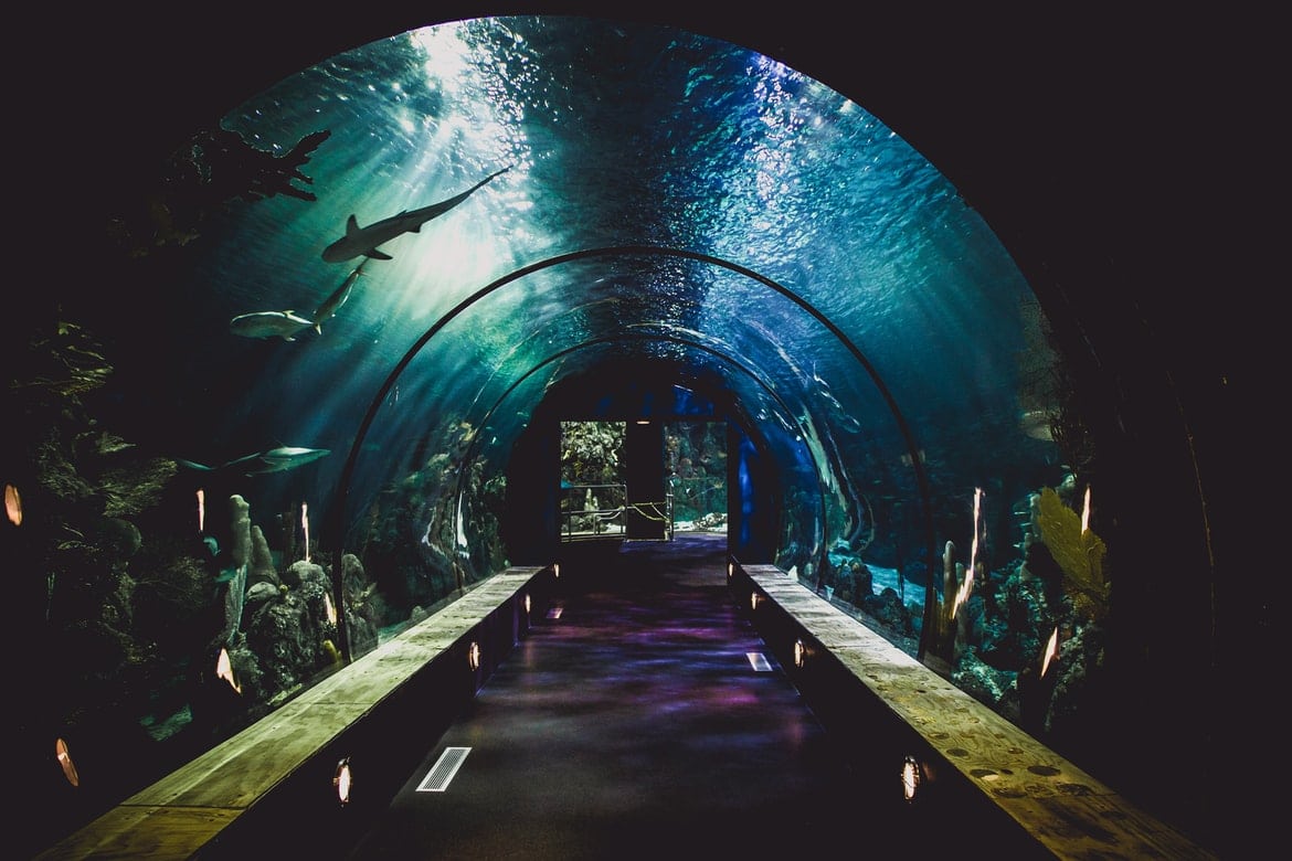 Tunnel View of a Florida Aquarium