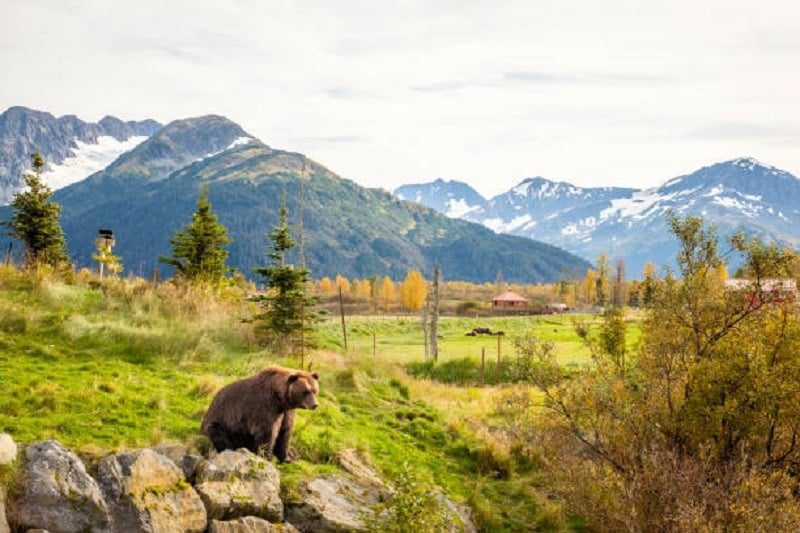 Alaska Wildlife Conservation Center