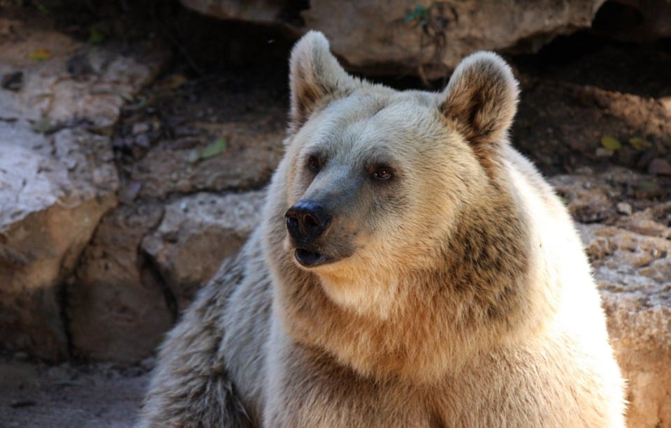 Alaska Zoos