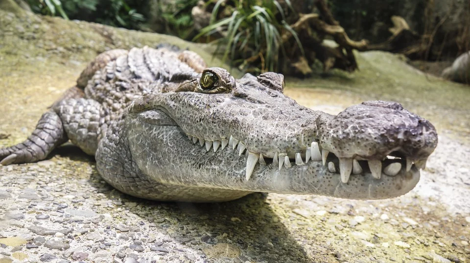 Crocodile - Zoos in Alabama
