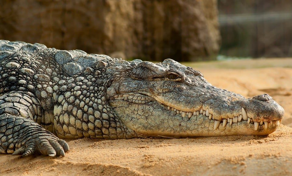Crocodile - Zoos in the US
