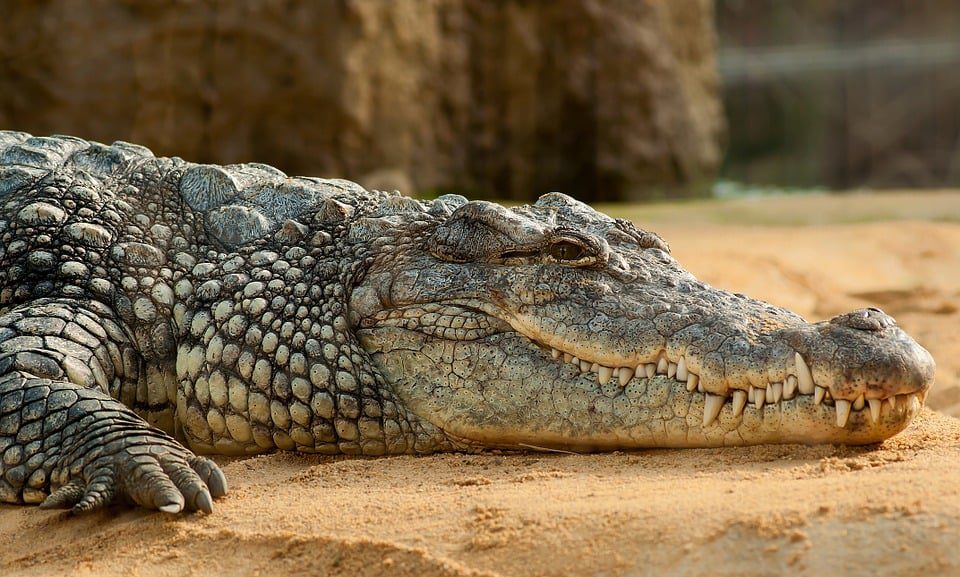 Crocodile - Zoos in the US