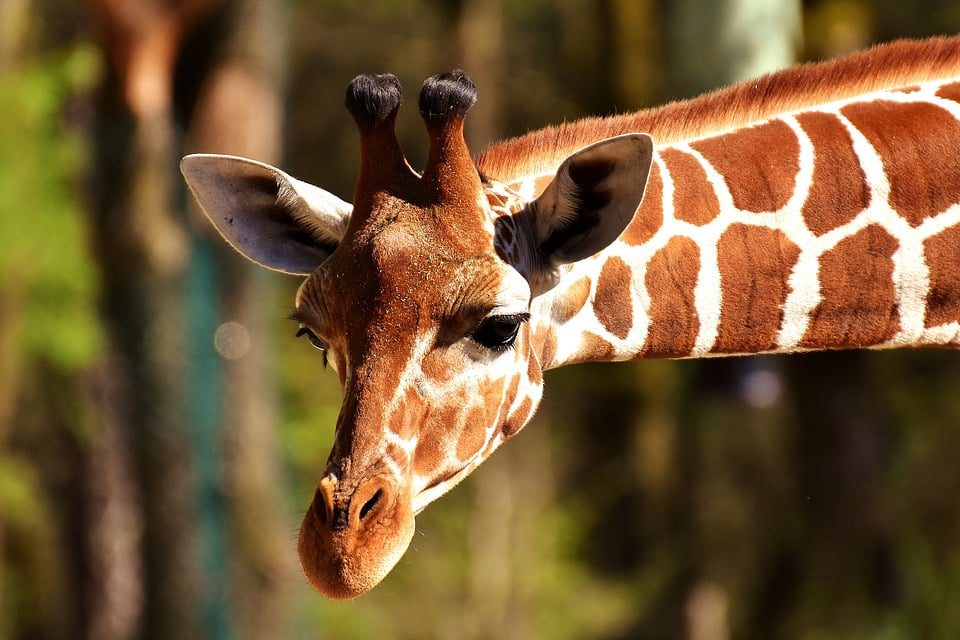 Giraffe - Zoos in the US