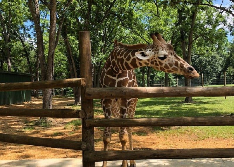 Hope Hull Zoo - Alabama