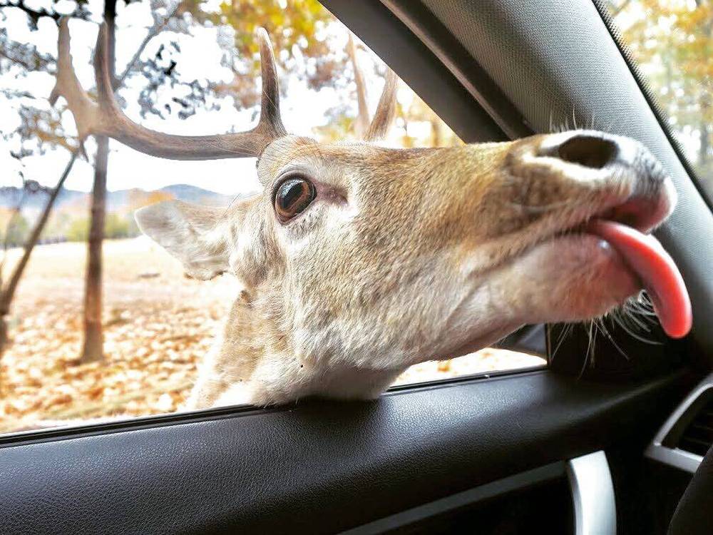 Huntsville Zoo