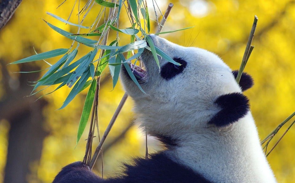 Panda - Zoos in the US