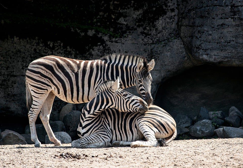 Zebra - Zoos in the US