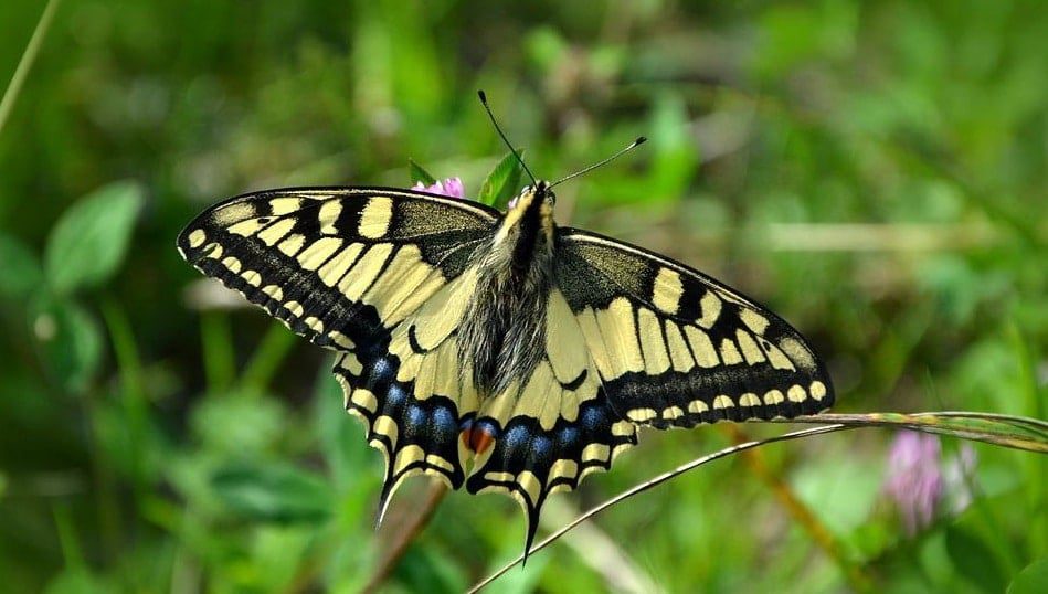 Audubon Butterfly Garden and Insectarium