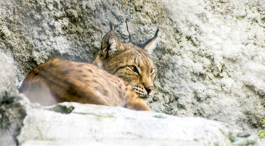 Black Pine Animal Sanctuary