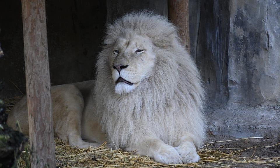 Capron Park Zoo