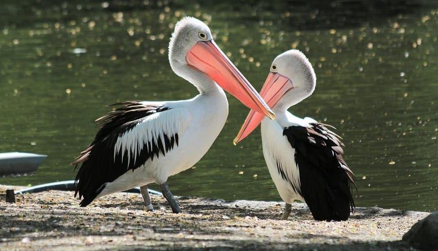 Columbian Park Zoo