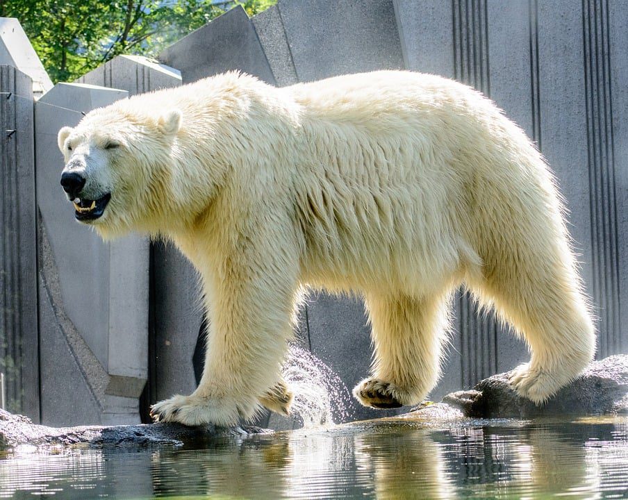 Como Park Zoo and Conservatory