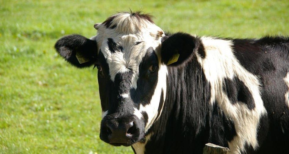 Drumlin Farm Wildlife Sanctuary