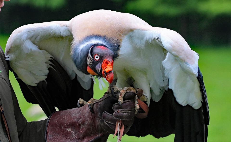 Eagle Valley Raptor Center