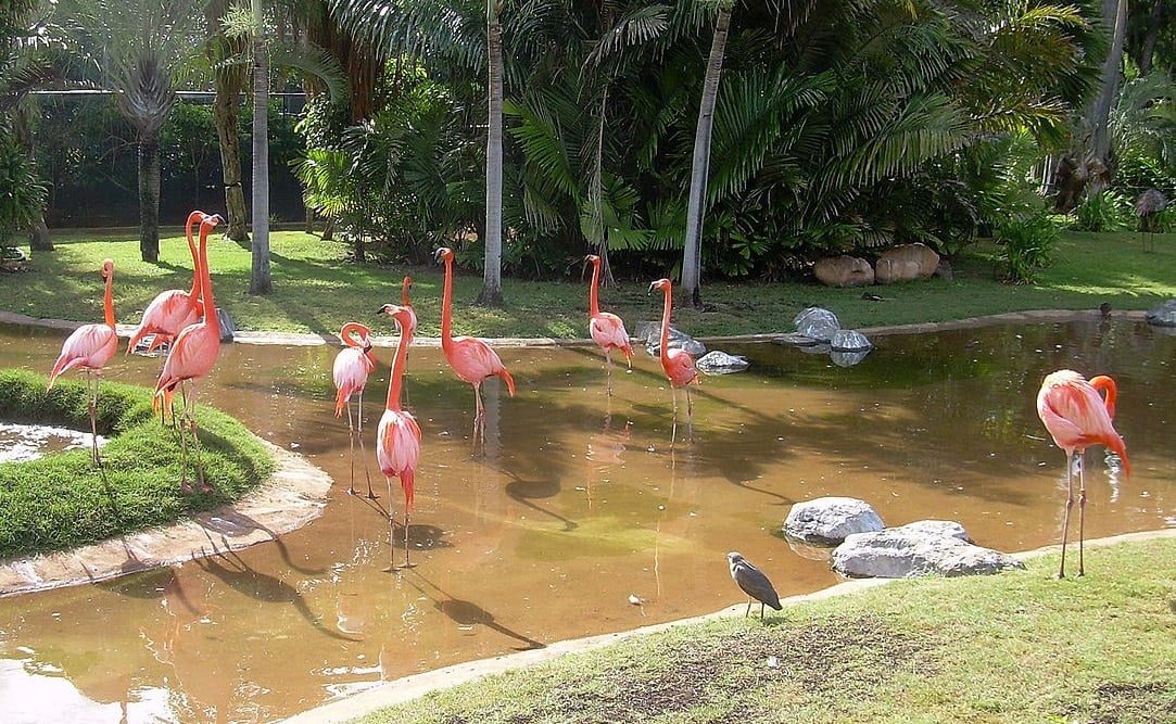 Honolulu Zoo