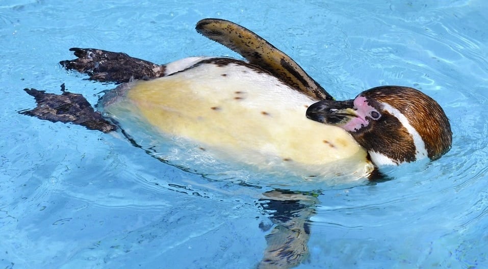 Idaho Falls Zoo at Tautphaus Park