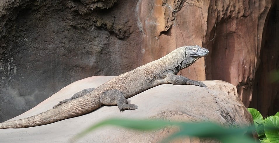 Iowa City Zoo