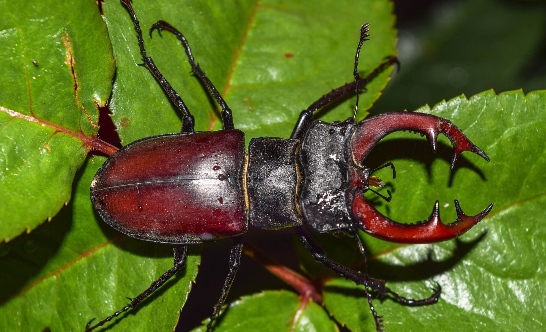 K-State Insect Zoo