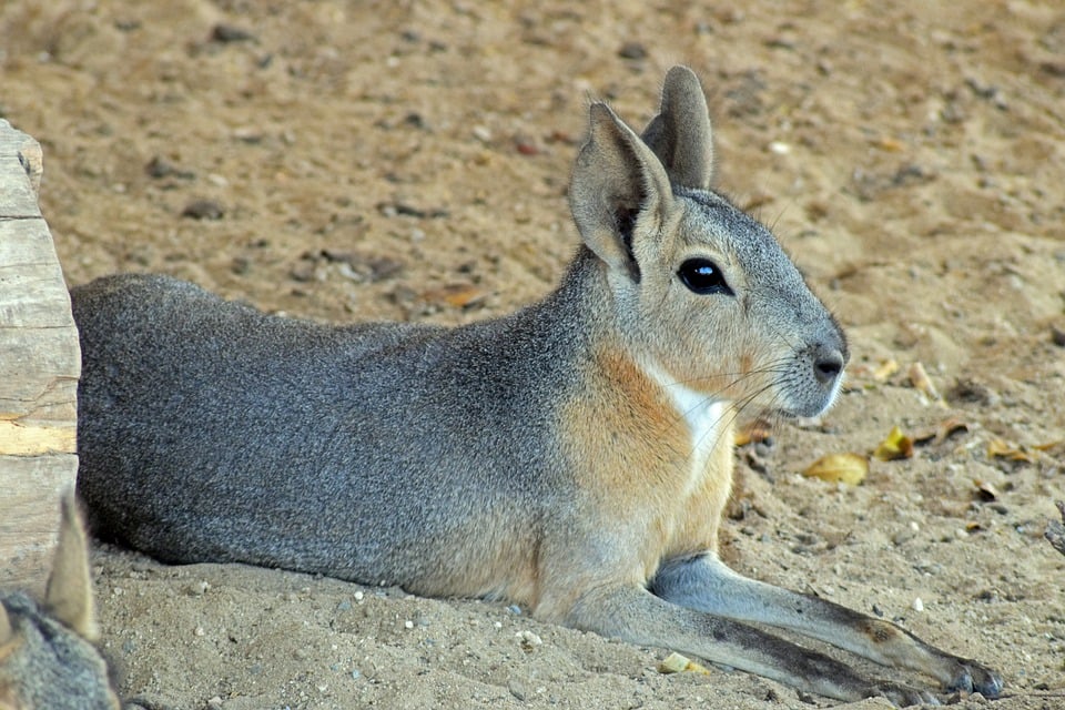 Kentucky Down Under