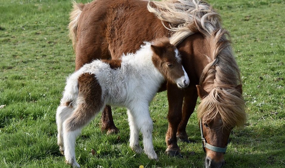 Kentucky Horse Park