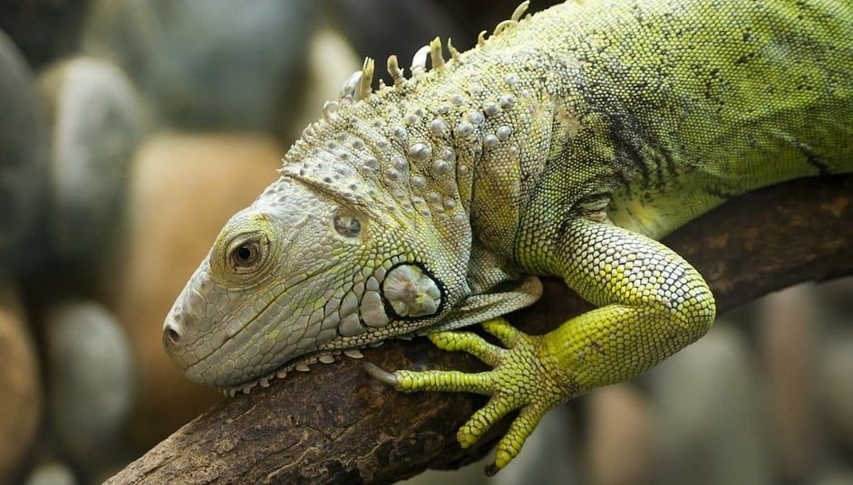 Kentucky Reptile Zoo