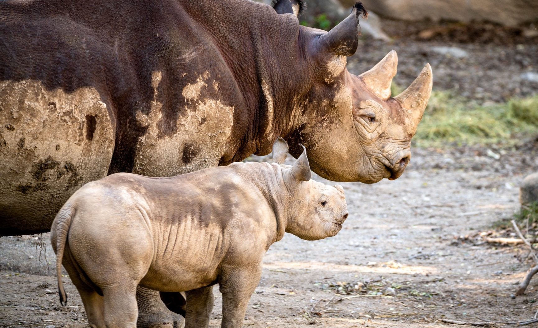 Lee Richardson Zoo