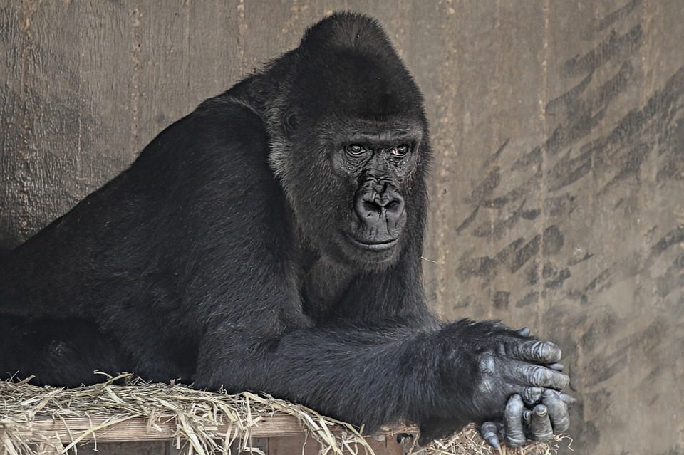 Louisville Zoo