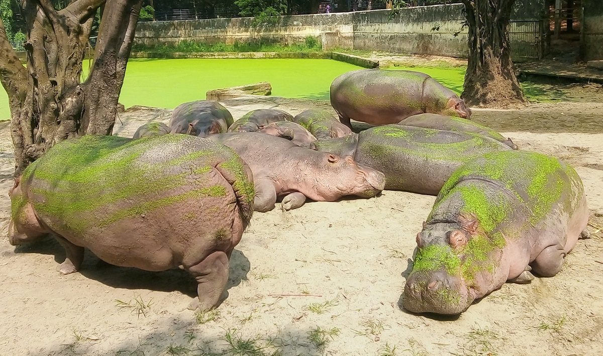 Minnesota Zoo