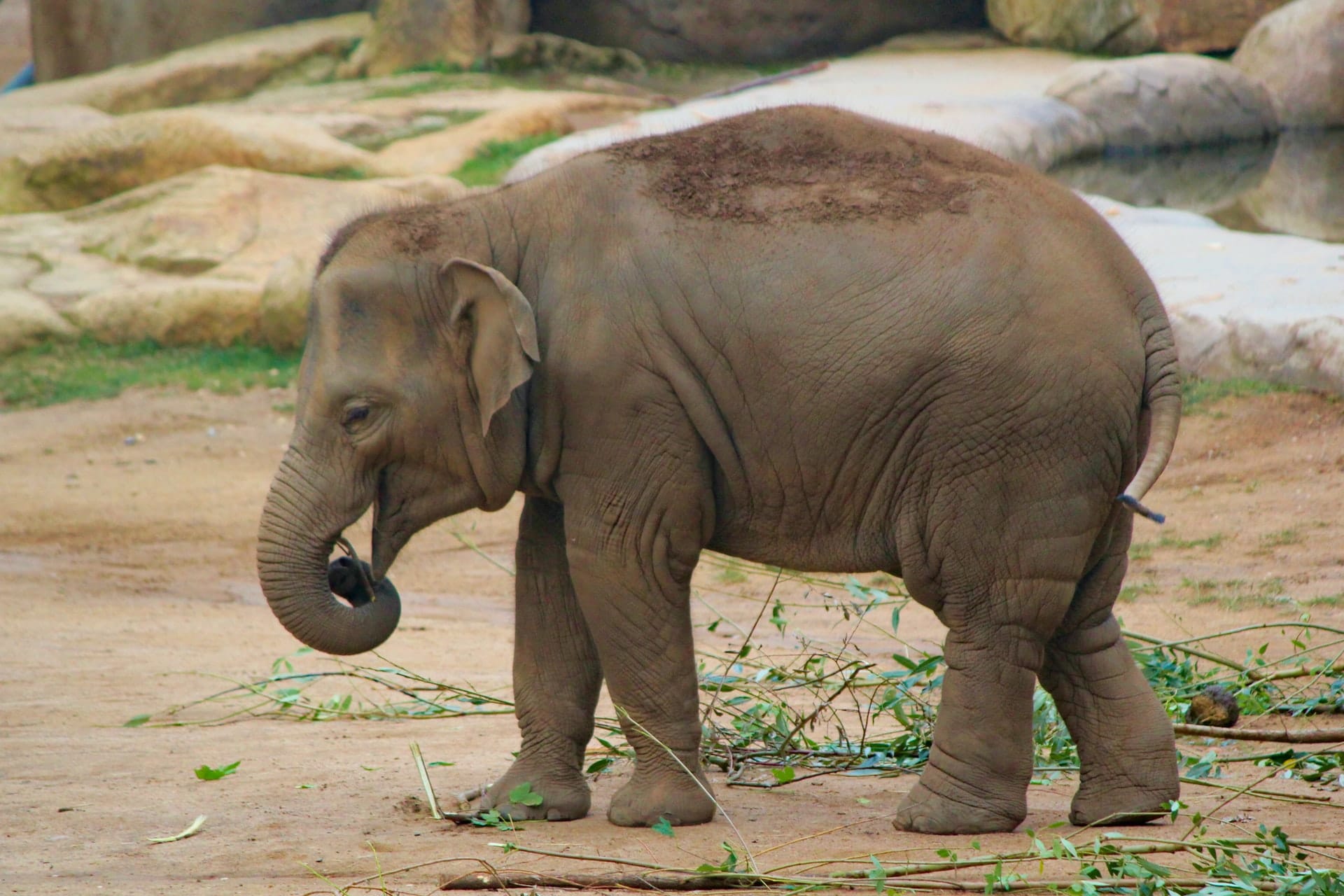 North Georgia Zoo and Petting Farm