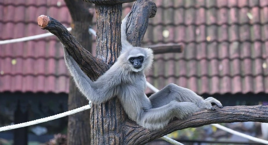 Popcorn Park Zoo