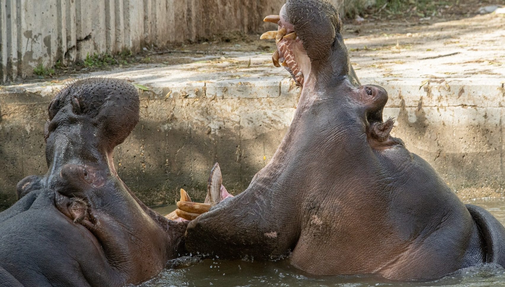 Rolling Hills Zoo