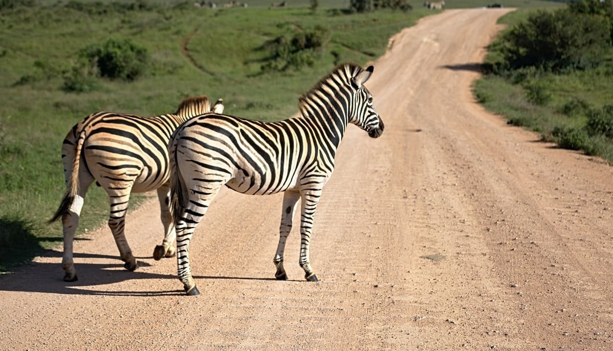 Safari North Wildlife Park