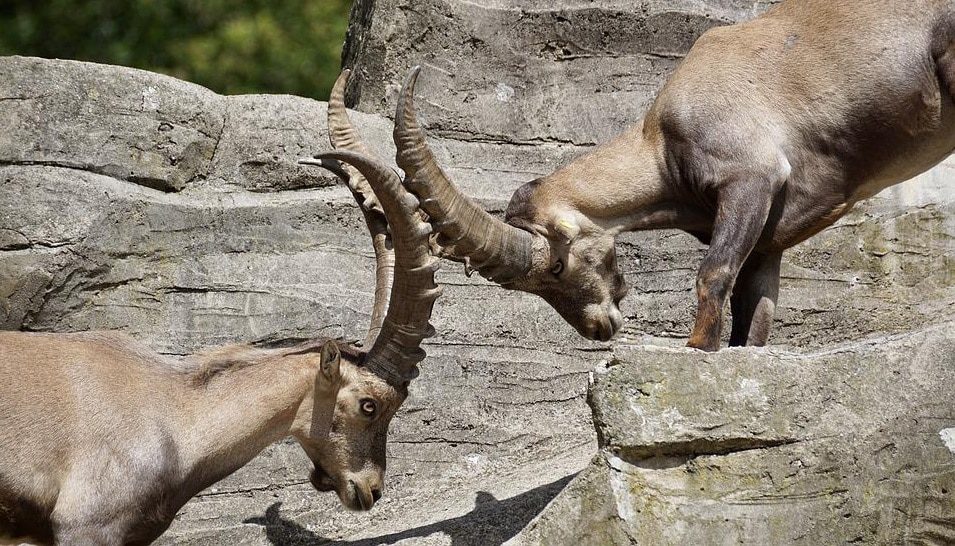 Saint Louis Zoo