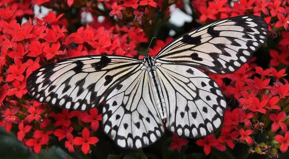 The Butterfly Place