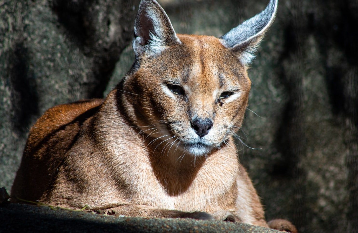 Topeka Zoo & Conservation Center