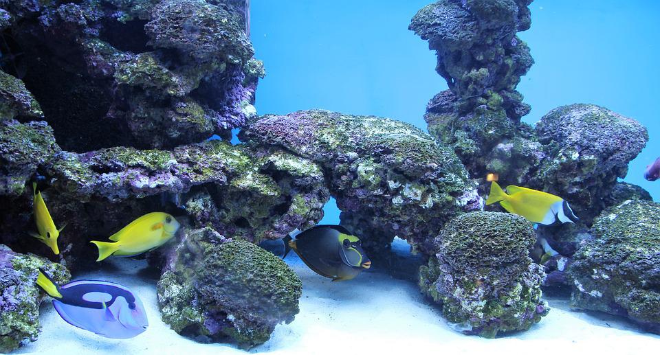 Waikiki Aquarium