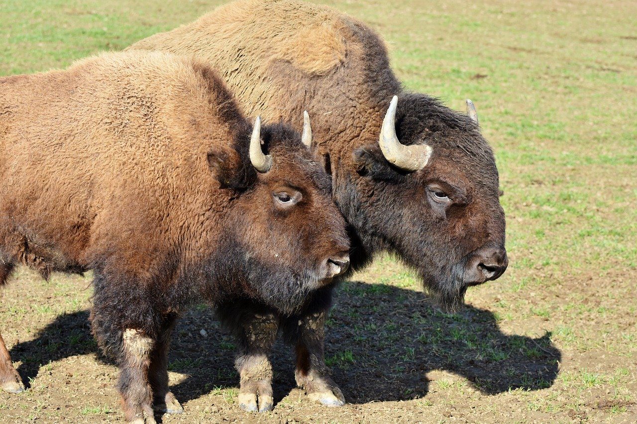 Wildlife Prairie Park