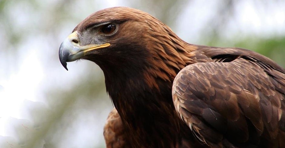 World Center for Birds of Prey