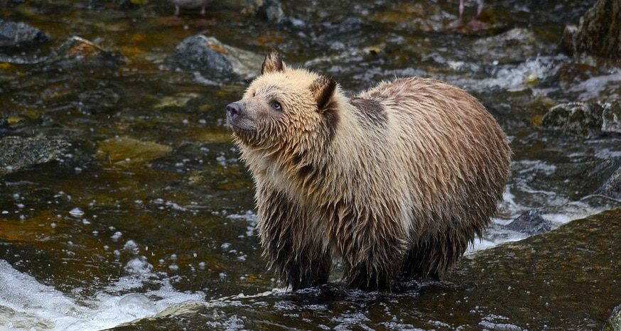 Yellowstone Bear World