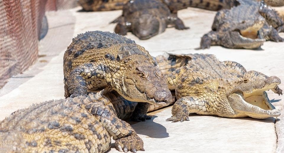 Alligator Adventure