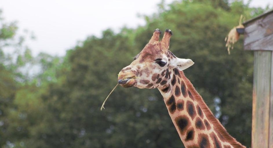 Aloha Safari Zoo